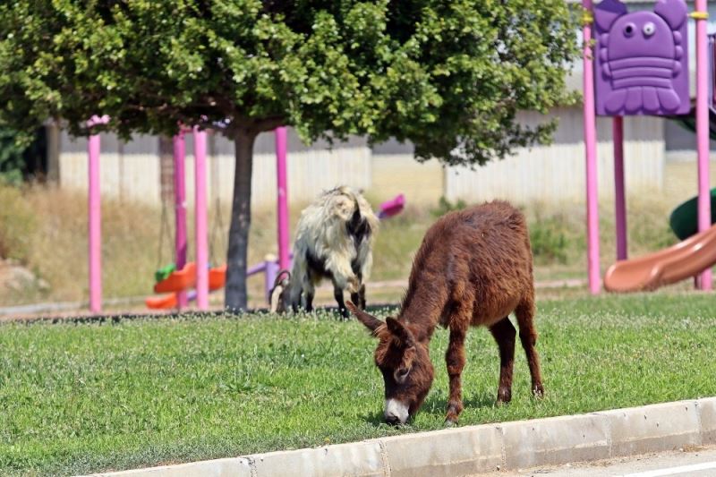 Kent merkezinde çimleri uzayan çocuk parkları eşek ve keçilere kaldı

