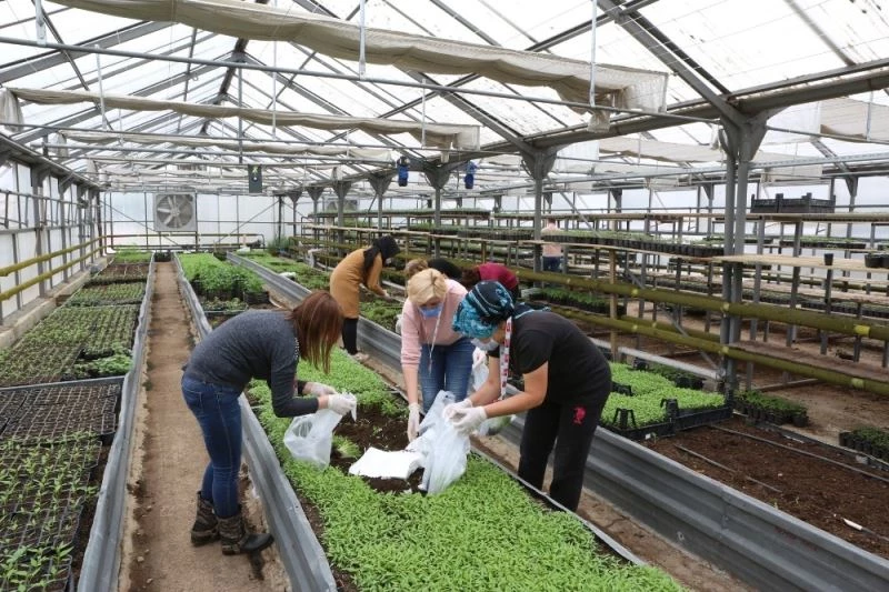 Don olayından zarar gören çiftçilerin yarları sarılıyor
