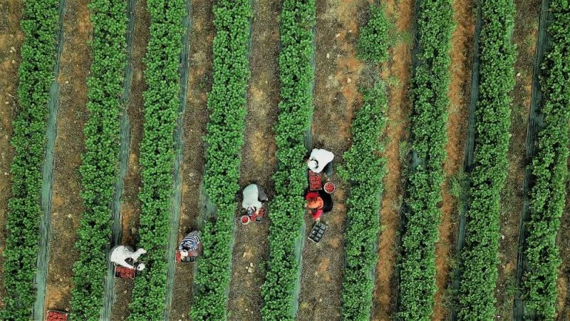 Tersine göçün başladığı dağ köyünde şimdi de ihracat sevinci