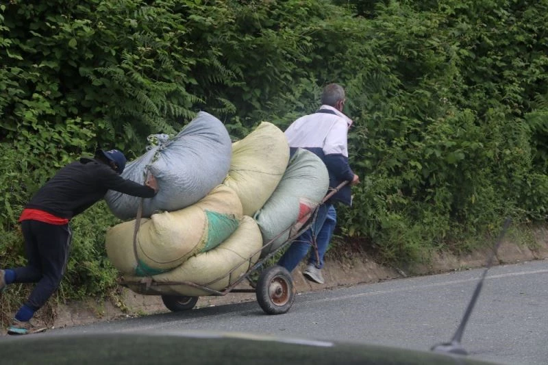 Çay üreticisinden ÇAYKUR’a kontenjan tepkisi
