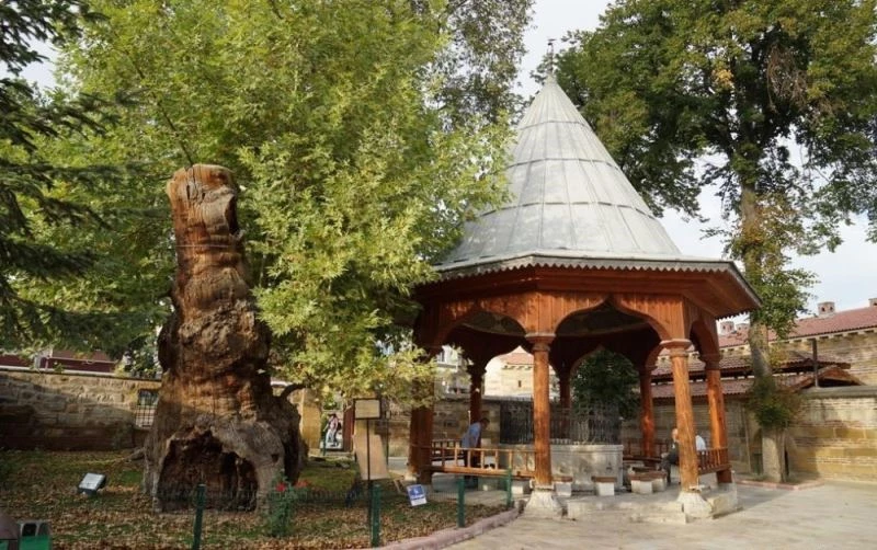 Camilerin ibadete açılması sebebiyle şükür kurbanı kesilecek
