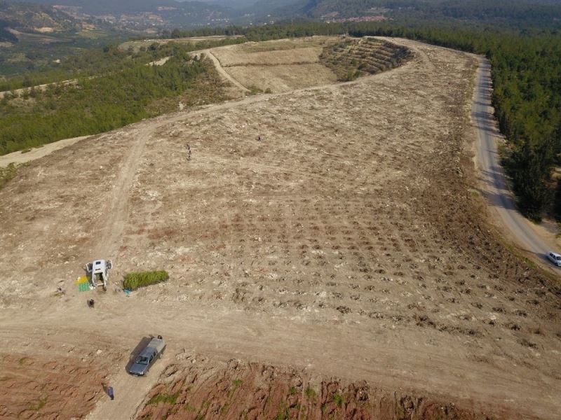 Mersin’de tahrip edilen ormanlık alan yeniden ağaçlandırıldı

