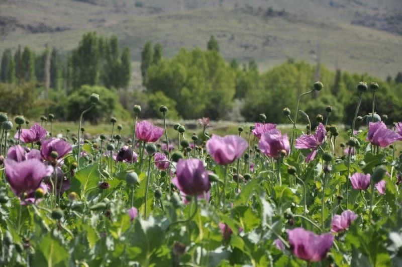 Haşhaş çiçeklerinden görsel şölen
