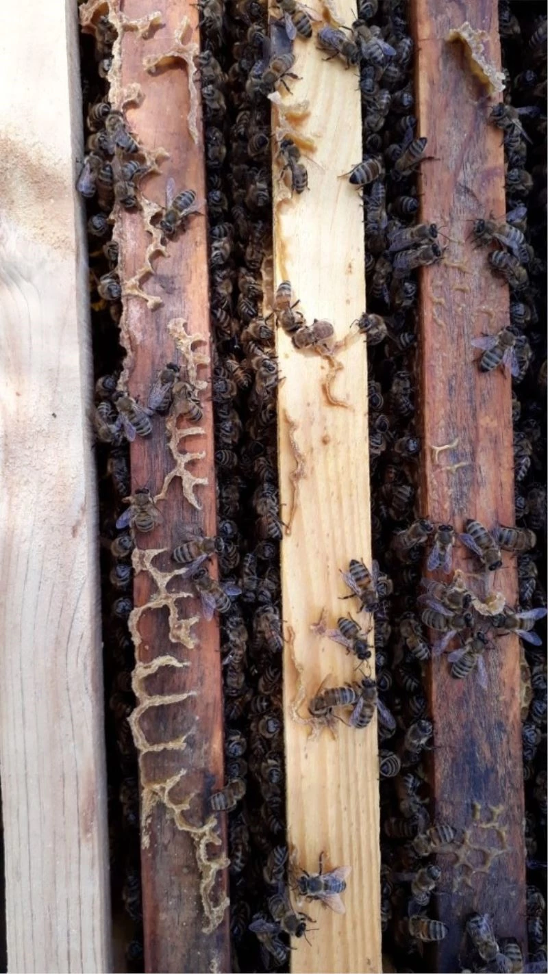 Kovandaki petekler üzerine ince ince yazılmış ‘Allah’ lafzı çıktı
