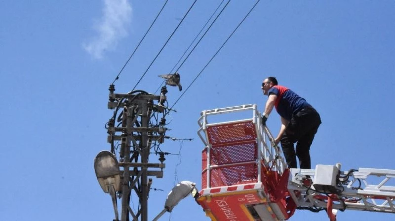 Ayağı tele takılan güvercini itfaiye kurtardı
