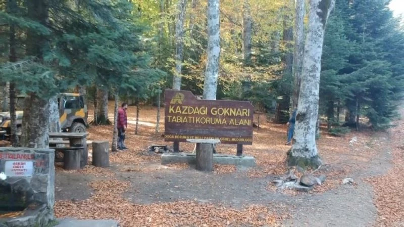 Bu ağaç İstanbul’un fethinde büyük rol oynadı
