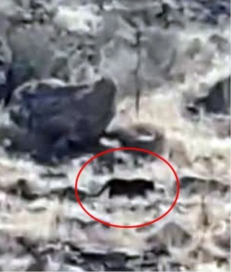 Bodrum’da jaguara benzetilen hayvan merak uyandırdı
