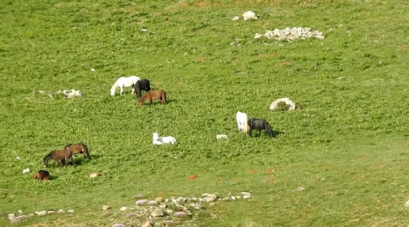 Munzur Dağlarındaki yılkı atları görüntülendi
