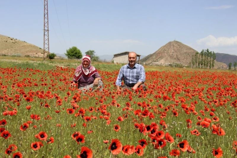 Oltu’da gelincikler doğayı süsledi
