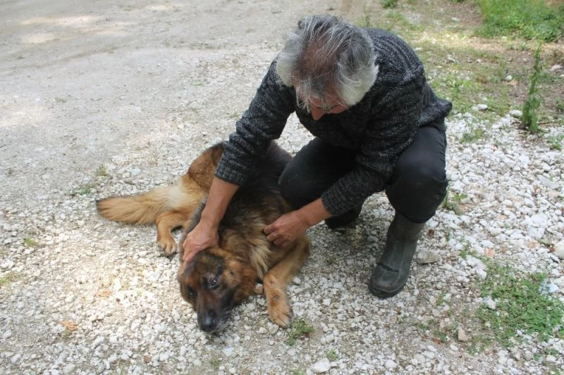 Balık çiftliğini koruyan köpeği yaraladılar, somon balıklarını çaldılar
