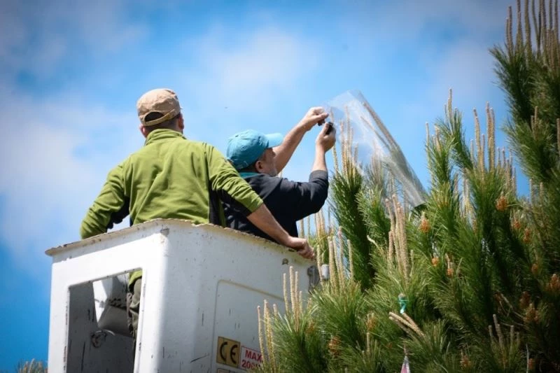 Çam fıstığındaki verim düşüklüğüne 10 proje ile çözüm aranıyor
