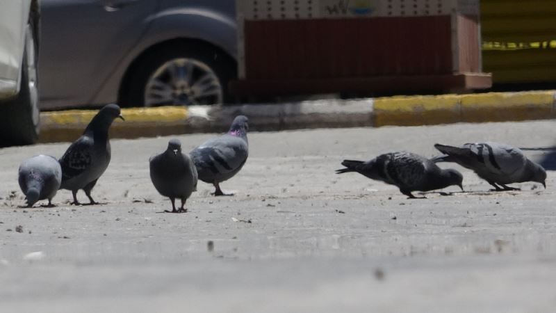 Kısıtlamanın devam ettiği Van’da sokaklar güvercinlere kaldı
