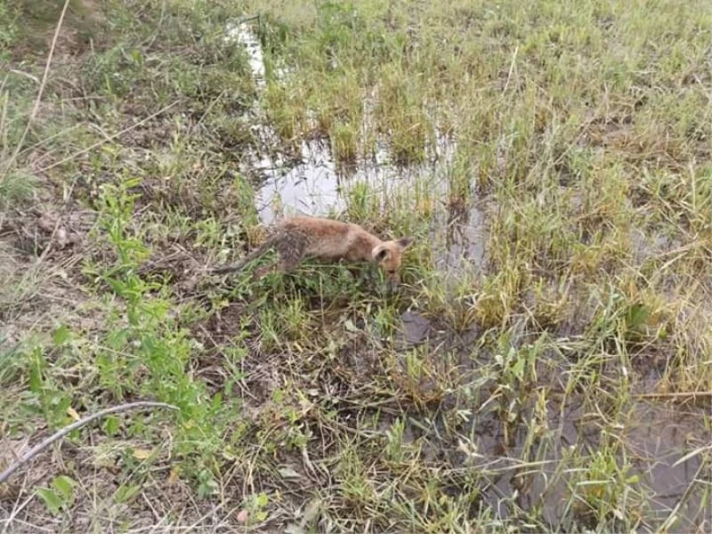 Bitkin halde bulunan tilki, bakımı yapılıp doğaya bırakıldı
