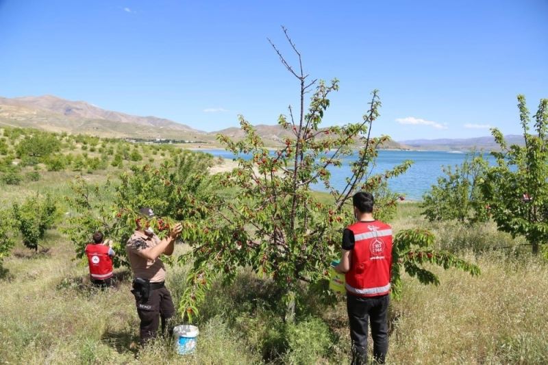 Robinson Ziya dedenin kirazları yetişti, Vefalı eller topladı, 65 yaş üstüne ulaştırdı
