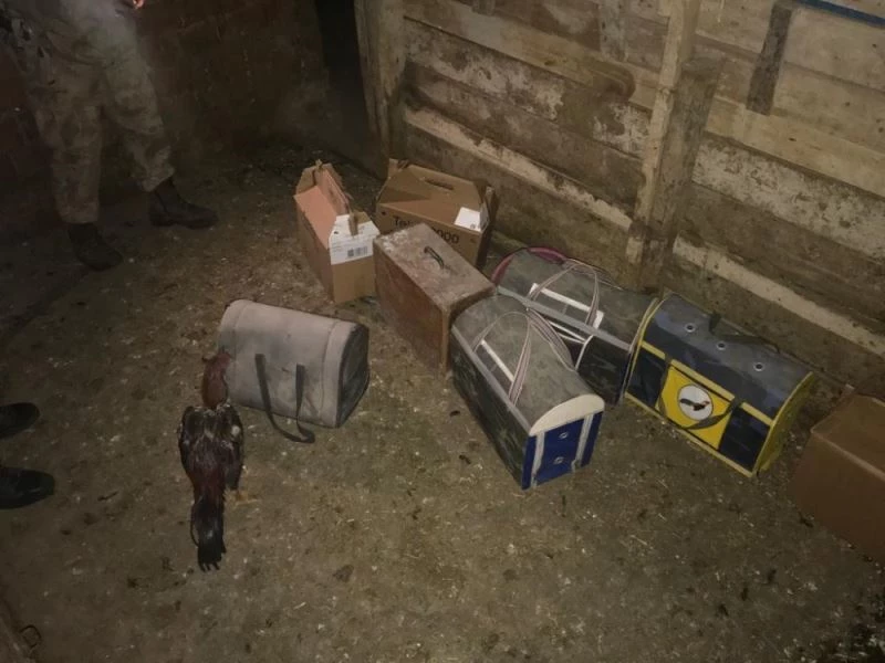 Ahırda horoz dövüştüren şahıslara suçüstü
