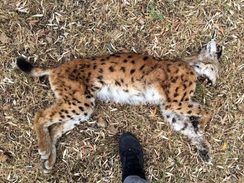 Nesli tükenme tehlikesinde olan vaşak ölü bulundu
