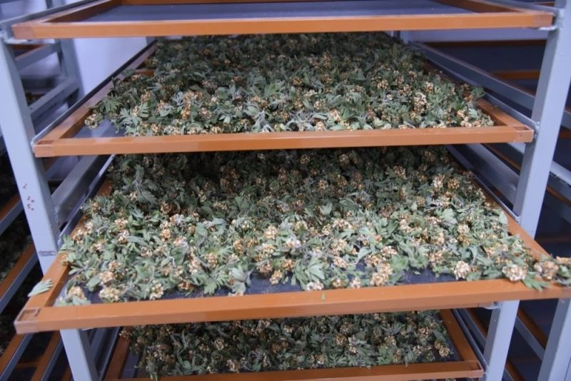 Bitki çayları ve yağları artık internette satılacak
