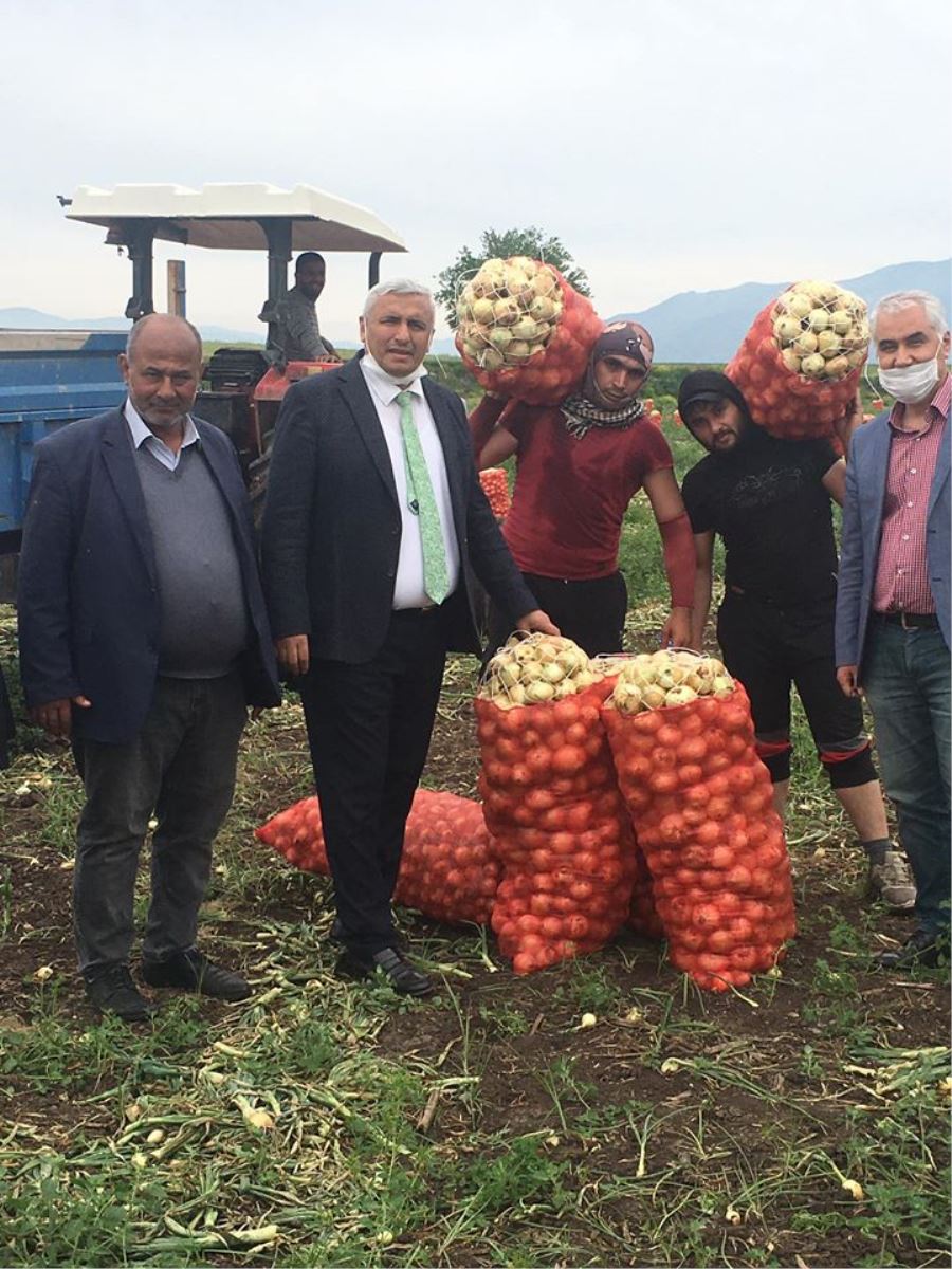 SOĞAN HASADI BAŞLADI