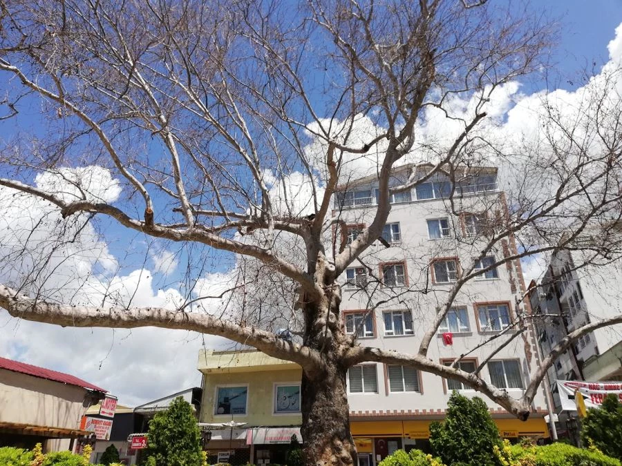 ASIRLIK ÇINAR İÇİN SEVİNDİRİCİ HABER