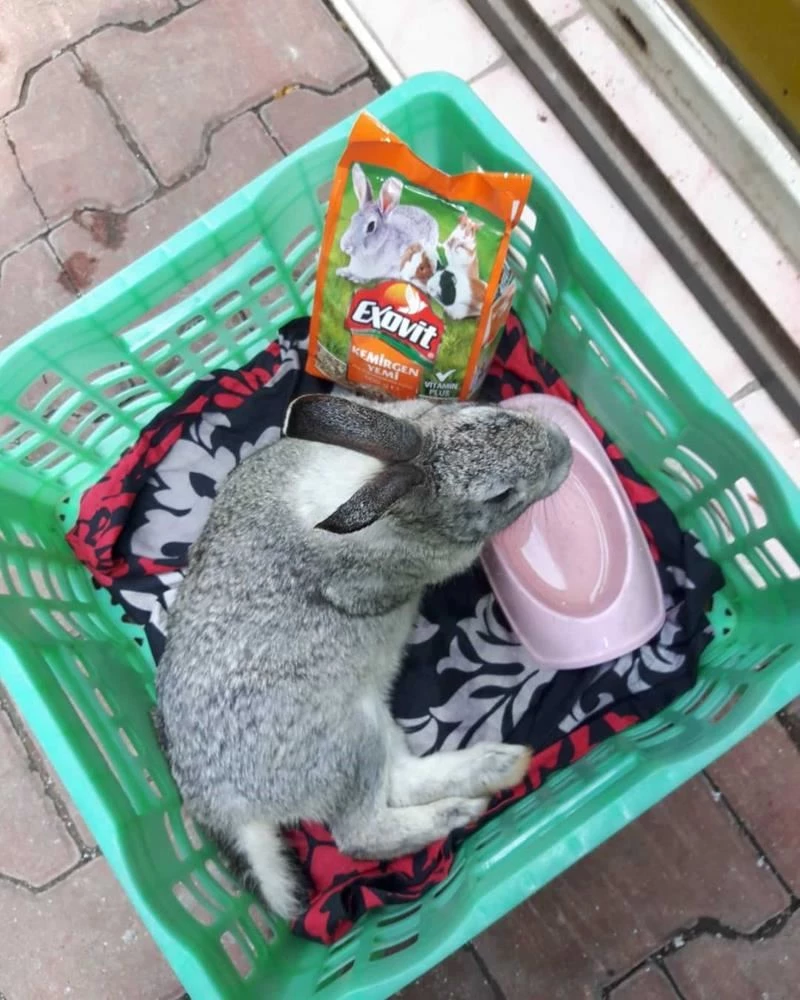 Kazada felç olan tavşan 