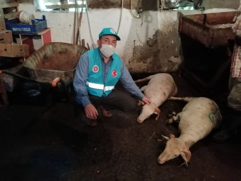 İmamlar camiler ibadete açıldığı için kurban kestiler
