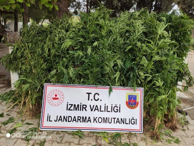 İzmir’de 757 kök hint keneviri ele geçirildi
