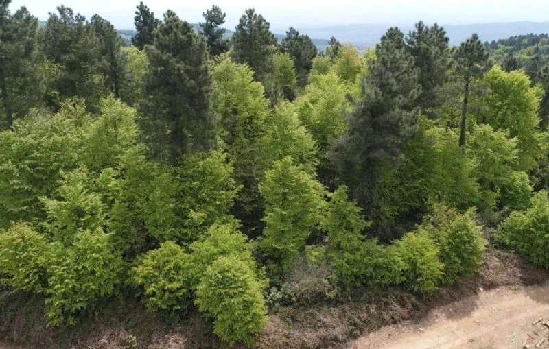 Zararlı Gal Arısı Zonguldak ve Bartın’da görüldü
