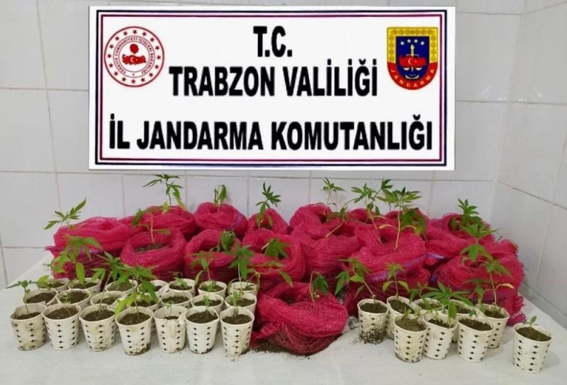 Karton çay bardağında ve soğan filesinde esrar yetiştirenlere baskın
