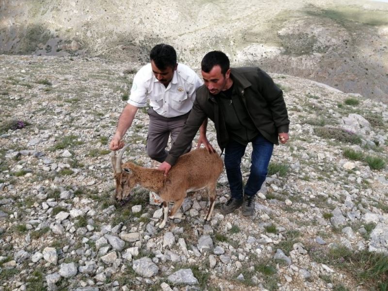 Yaralı bulunan yaban keçisinin tedavi süreci başladı
