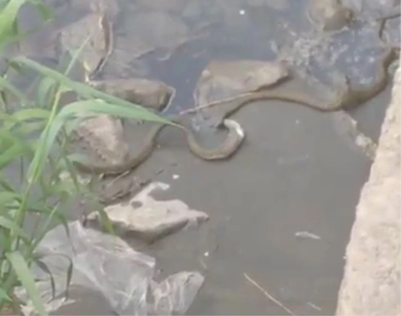 Kars’ta yılanın balık avı kameraya yansıdı
