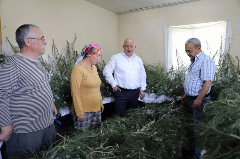 İpek böcekçiliği, kadın üreticilerin ellerinde canlanıyor
