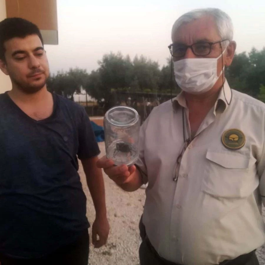 SAĞLIKLI OLDUĞU ANLAŞILAN 