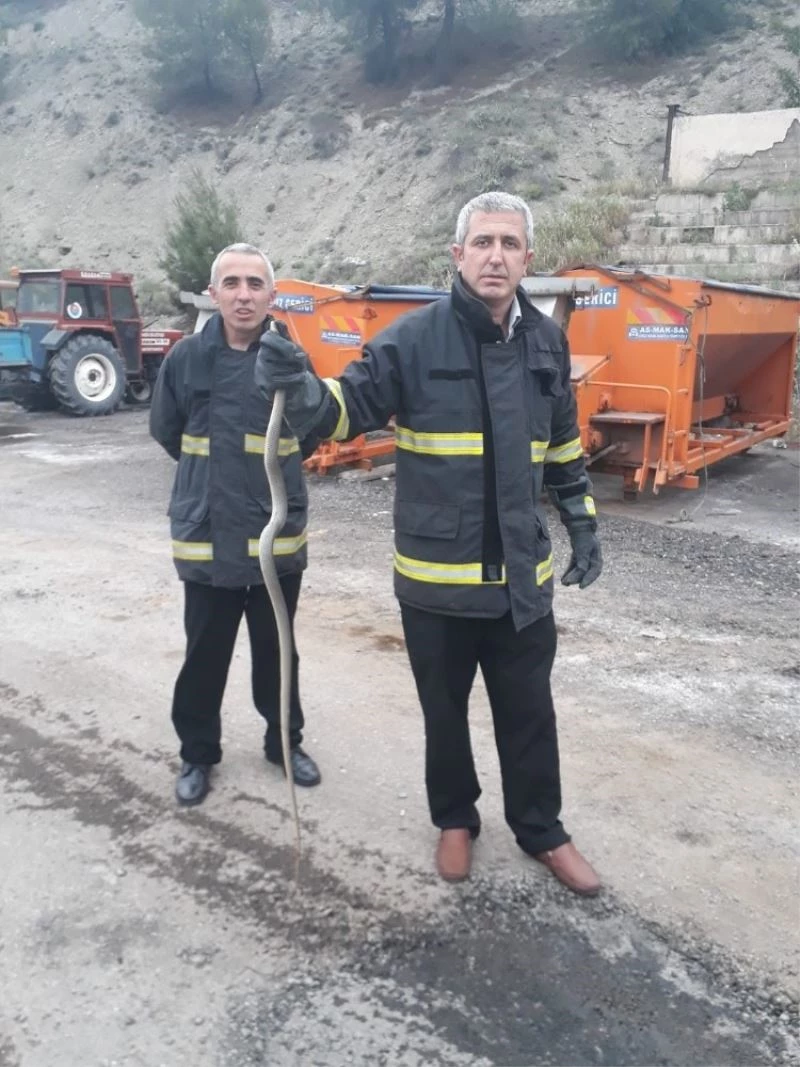 Yakaladıkları yılanı doğaya saldılar
