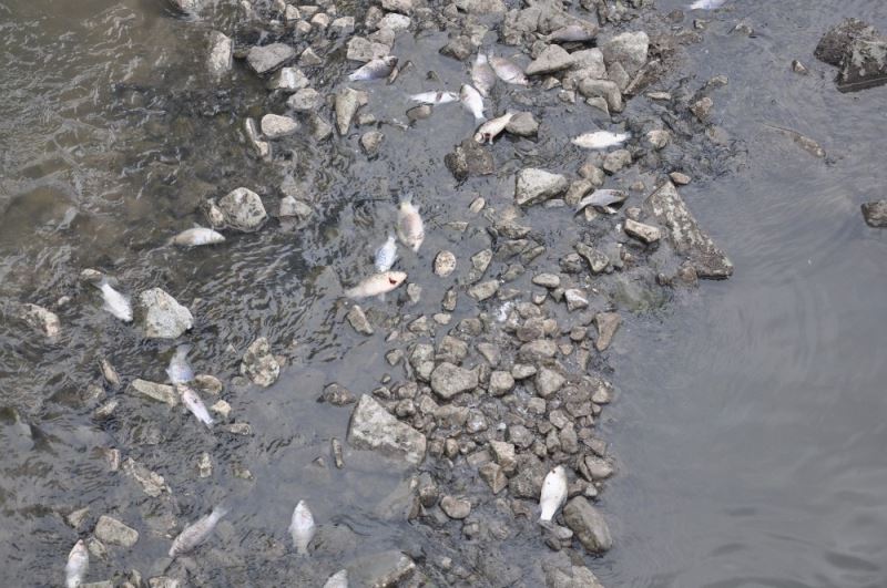 Kars’taki yüzlerce balık ölümü vatandaşları tedirgin ediyor
