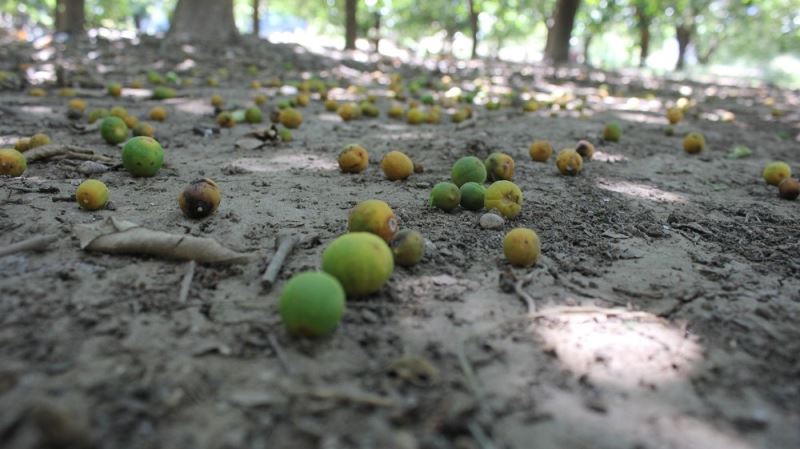 Narenciye zararları Cumhurbaşkanlığı Afet Fonu’ndan karşılanacak
