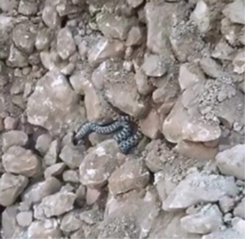 Elazığ’da yılanlar ortaya çıkmaya başladı
