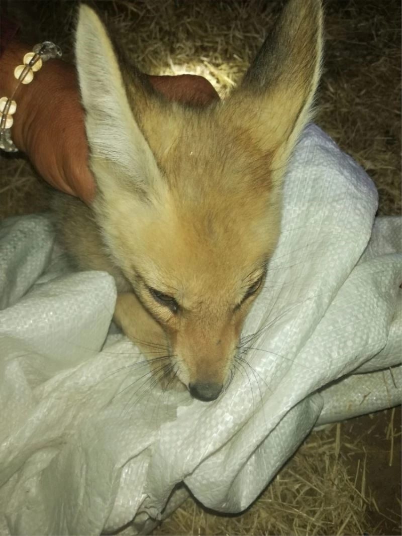 Çobandan yürekleri ısıtan davranış, tarlada bulduğu yaralı tilkiyi veterinere götürüp tedavi ettirdi
