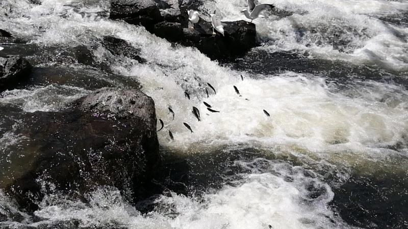 İnci kefalinin yolculuğu devam ediyor
