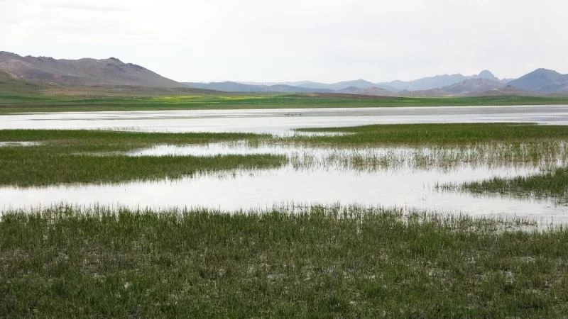 ‘Kuş cenneti’ Akgöl ihtişamına kavuştu
