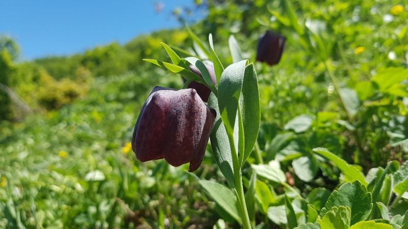 Ters laleler Artvin’in yüksek yaylarını süslüyor
