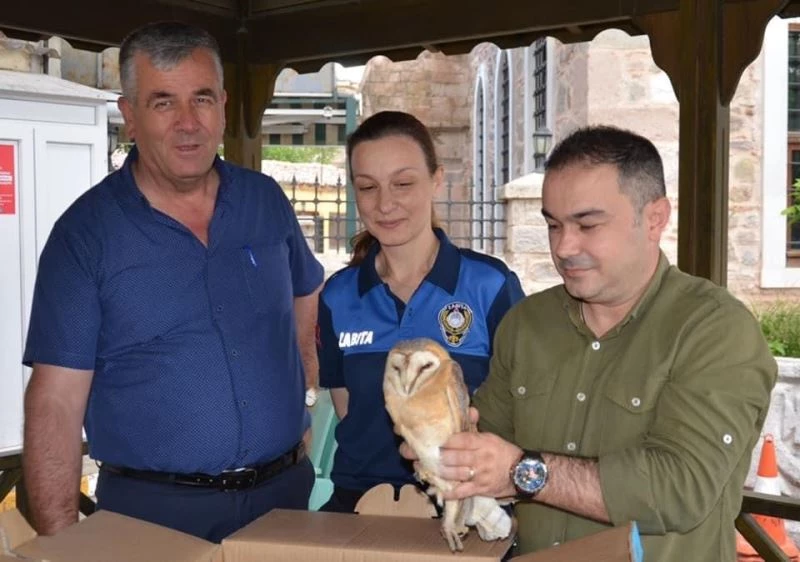 Yaralı puhu kuşuna zabıta ekibi sahip çıktı
