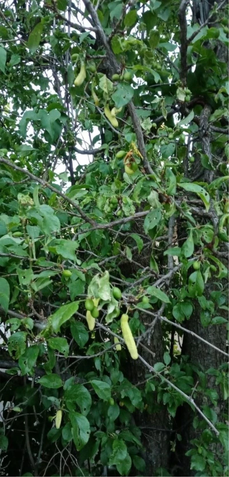 Biber gibi uzayan erik daneleri şaşırttı
