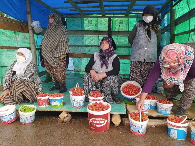 Demirciören çileği tezgahlarda
