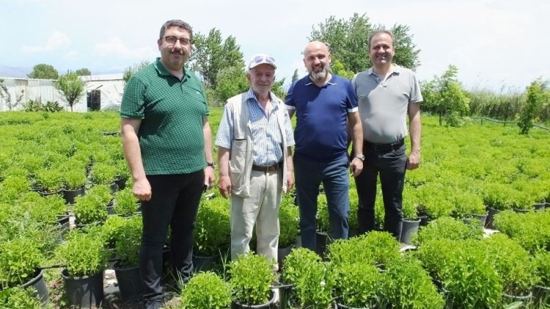 Ege bölgesinde şeker otu ekstrasyon tesisi kurulacak
