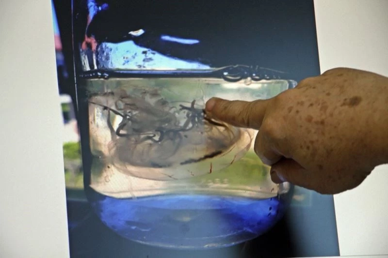 Antalya’da yeni bir denizanası türü bulundu
