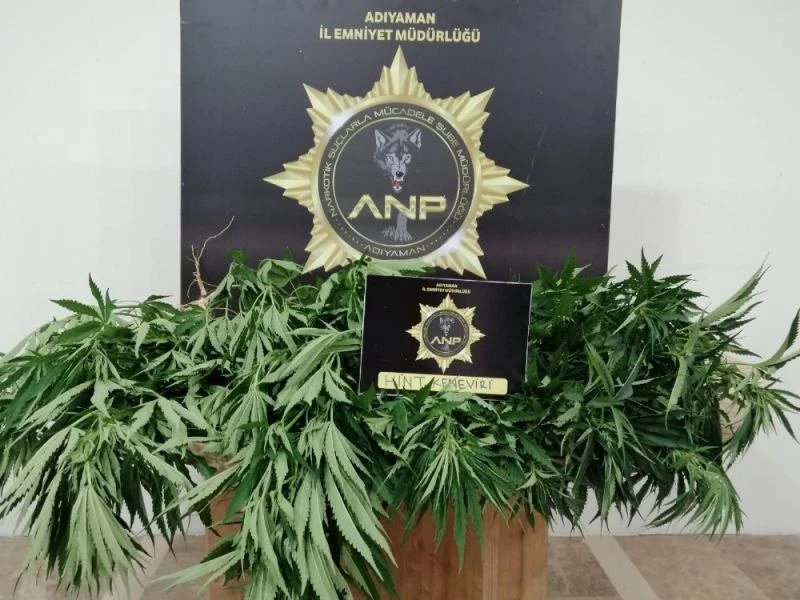 Üzüm bağında kenevir ele geçirildi
