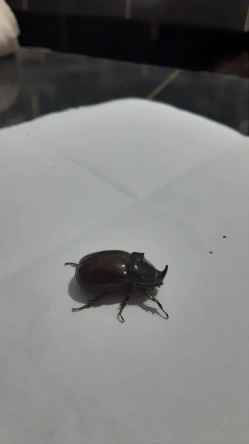 Afyonkarahisar’da gergedan böceği görüntülendi
