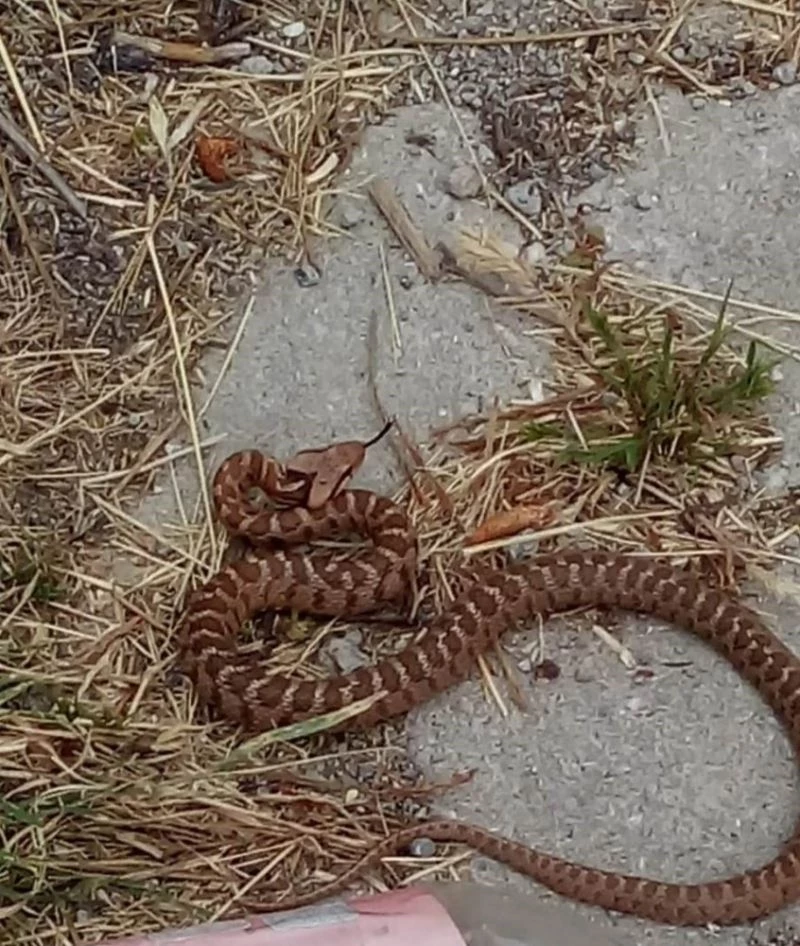 Konya’da zehirli üçgen başlı yılan görüldü
