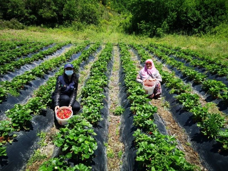 Büyükşehir, desteklediği çilek bahçelerin kontrolünü yapıyor
