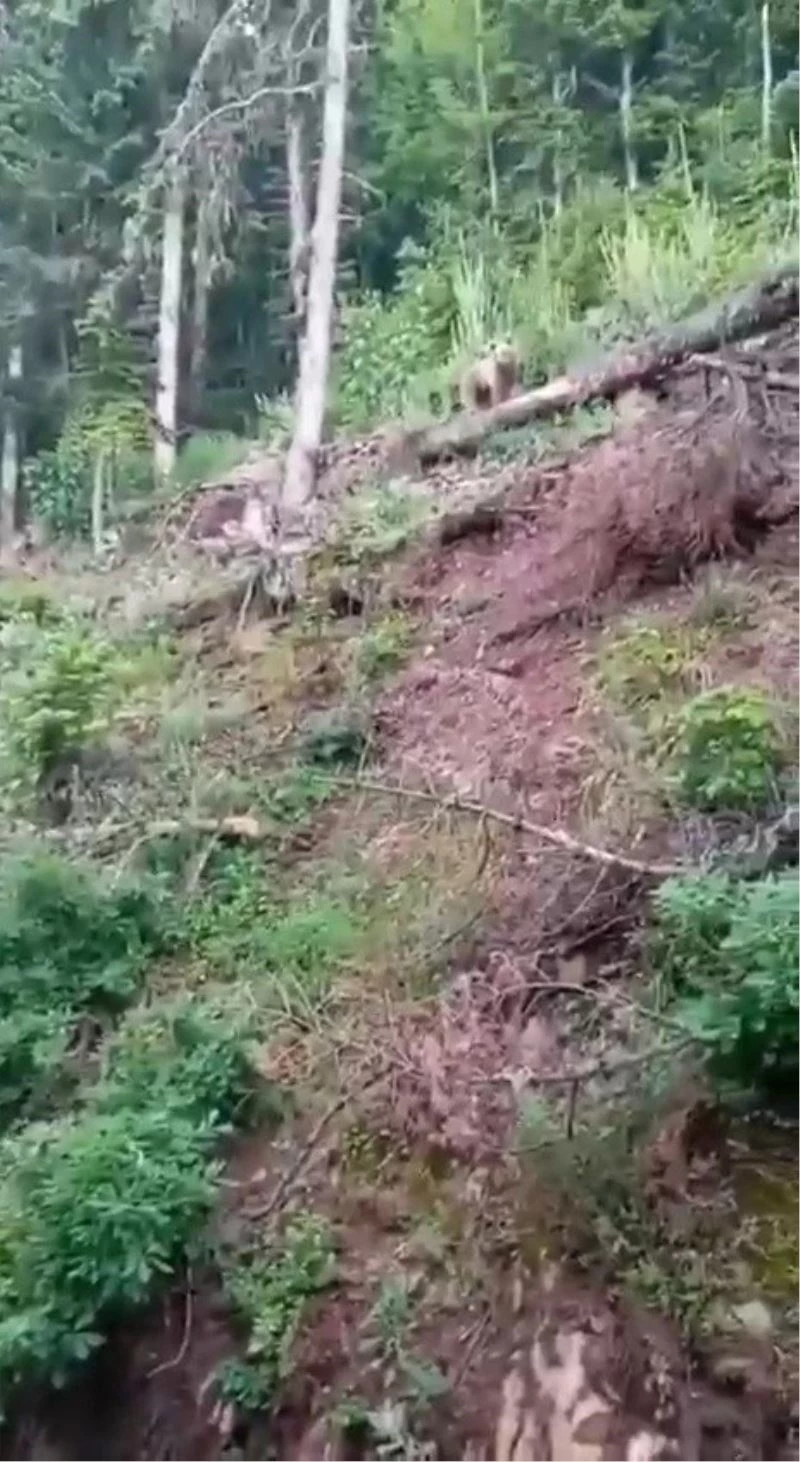 Karşılaştığı ayıyı 